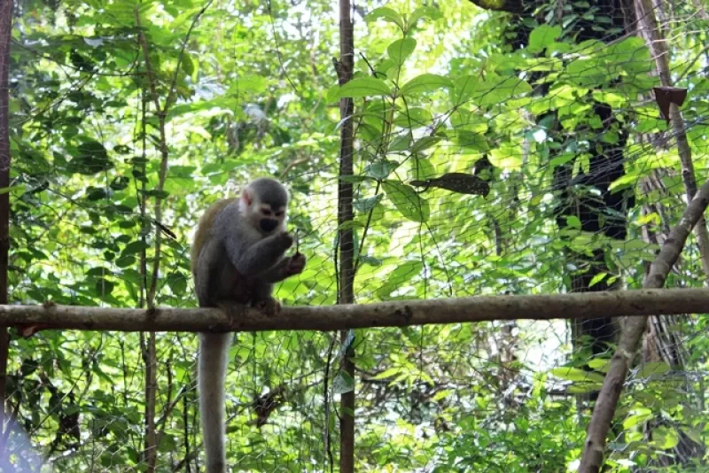 Universidad Nacional y corporinoquia coordinan el proyecto de conservación de monos ardilla (Saimirí sciureus) en la Reserva Ecológica La Marteja ubicada en la vereda El Banco Buenos Aires del municipio de Hato Corozal, Casanare.